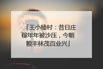 王小楼村：昔日庄稼年年被沙压，今朝粮丰林茂百业兴