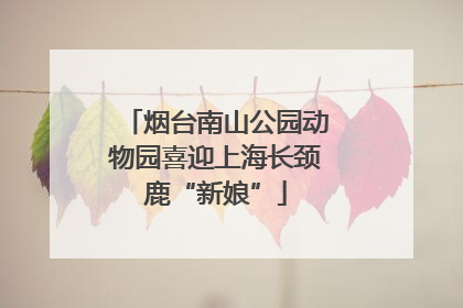 烟台南山公园动物园喜迎上海长颈鹿“新娘”
