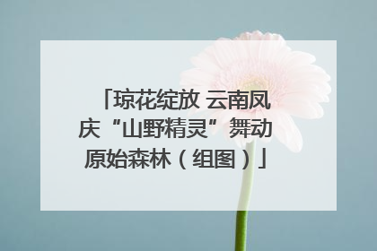 琼花绽放 云南凤庆“山野精灵”舞动原始森林（组图）