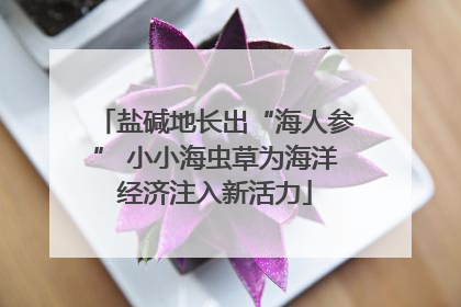 盐碱地长出“海人参” 小小海虫草为海洋经济注入新活力