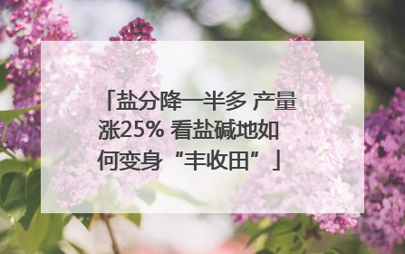 盐分降一半多 产量涨25% 看盐碱地如何变身“丰收田”
