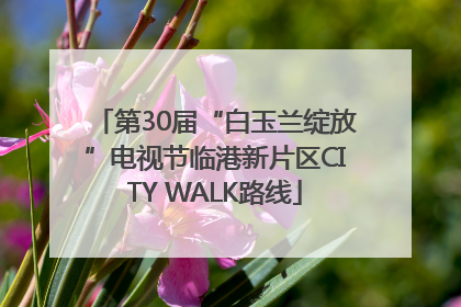 第30届“白玉兰绽放”电视节临港新片区CITY WALK路线