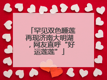 罕见双色睡莲再现济南大明湖，网友直呼“好运莲莲”