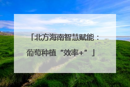 北方海南智慧赋能：葡萄种植“效率+”