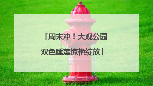 周末冲！大观公园双色睡莲惊艳绽放