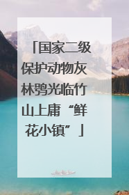 国家二级保护动物灰林鸮光临竹山上庸“鲜花小镇”