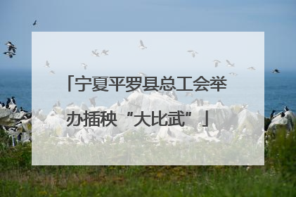 宁夏平罗县总工会举办插秧“大比武”