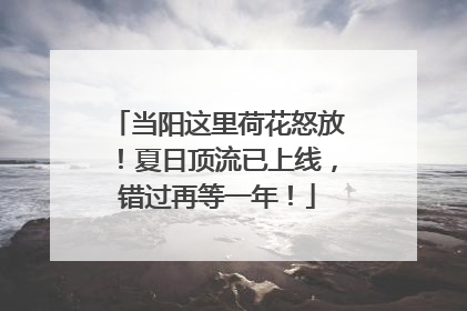 当阳这里荷花怒放！夏日顶流已上线，错过再等一年！