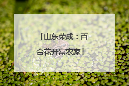 山东荣成：百合花开富农家
