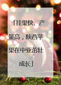 挂果快、产量高，陕西苹果在中亚茁壮成长