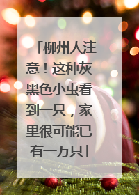 柳州人注意！这种灰黑色小虫看到一只，家里很可能已有一万只