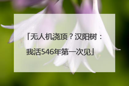 无人机浇顶？汉阳树：我活546年第一次见