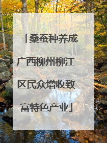 桑蚕种养成广西柳州柳江区民众增收致富特色产业
