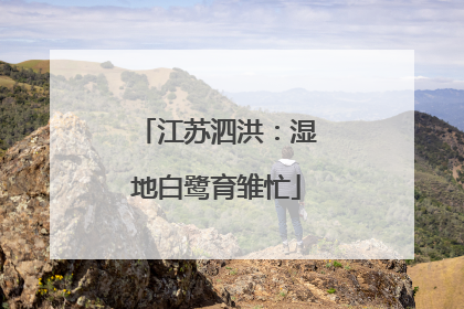 江苏泗洪：湿地白鹭育雏忙