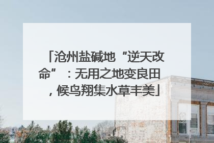 沧州盐碱地“逆天改命”：无用之地变良田，候鸟翔集水草丰美