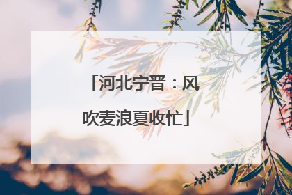 河北宁晋：风吹麦浪夏收忙