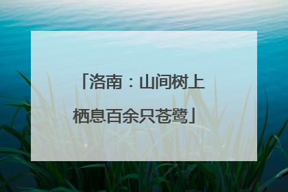 洛南：山间树上栖息百余只苍鹭