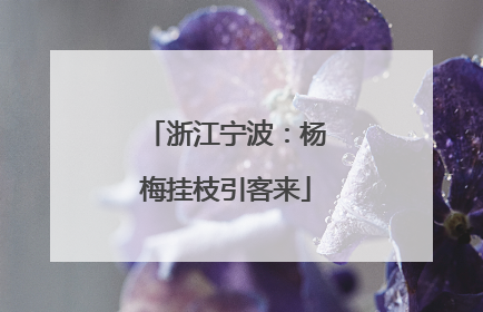 浙江宁波：杨梅挂枝引客来