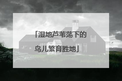 湿地芦苇荡下的鸟儿繁育胜地