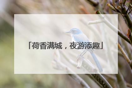 荷香满城,夜游添趣