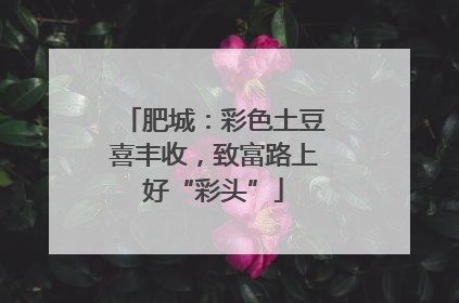 肥城：彩色土豆喜丰收，致富路上好“彩头”