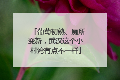 葡萄初熟、厕所变新，武汉这个小村湾有点不一样