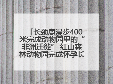 长颈鹿漫步400米完成动物园里的“非洲迁徙” 红山森林动物园完成怀孕长颈鹿步行转运