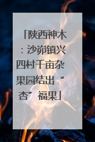陕西神木：沙峁镇兴四村千亩杂果园结出“杏”福果