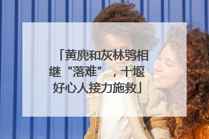 黄麂和灰林鸮相继“落难”，十堰好心人接力施救