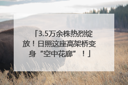 3.5万余株热烈绽放！日照这座高架桥变身“空中花廊”！